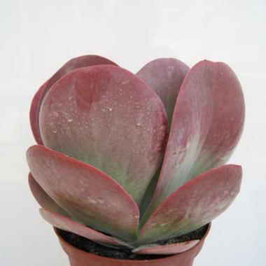 Kalanchoe thyrsiflora